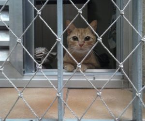 Rede e Telas de Proteção para Gatos